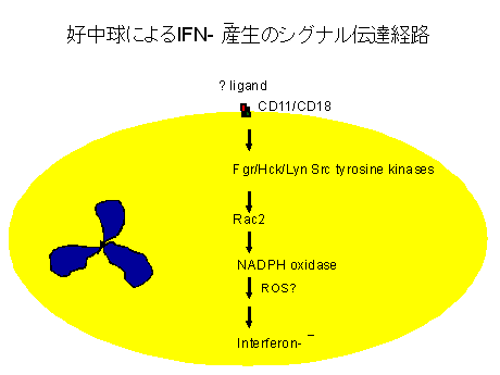 好中球によるIFN-γ産生のシグナル伝達経路